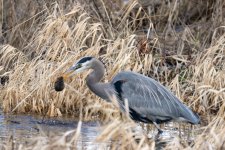 GreatBlueHeronVoleB9873.jpg