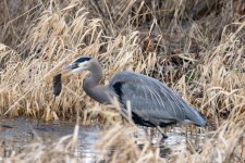GreatBlueHeronVoleC9874.jpg