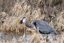 GreatBlueHeronVoleD9875.jpg