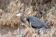 GreatBlueHeronVoleE9876.jpg