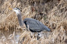 GreatBlueHeronVoleF9877.jpg