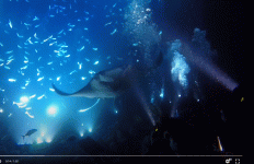 manta.GIF