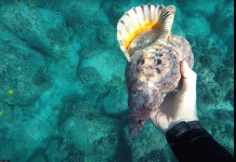 Triton Snail.GIF