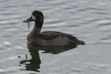 B09ScaupHen9723.jpg
