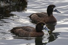 B08GreaterScaupHens9523.jpg