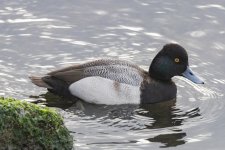 B07GreaterScaupDrake9529.jpg