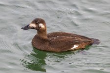 B06WhiteWingedScoterHen9474.jpg