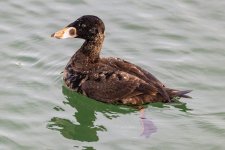 B04SurfScoterDrakeJuvenile9476.jpg