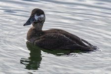 B05SurfScoterHen9744.jpg