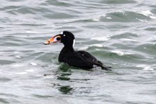 B03SurfScoterDrake9583.jpg