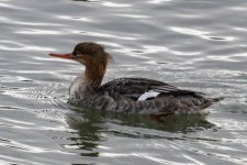 B01RedBreastedMerganserHen9495.jpg