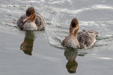 B02RedBreastedMerganserHens9503.jpg