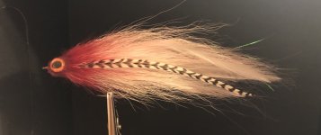 IMG_7688.jpeg