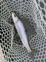 IMG_2714.jpeg