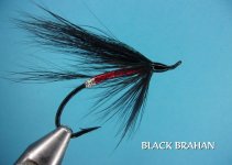 Black Brahan.jpg Black Brahan.jpg