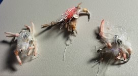 Triggerfish Mailed Crab Flies.jpg