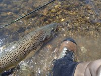 IMG_0037.jpeg