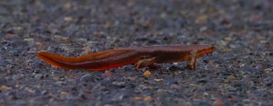 salamander2024Jan.jpg