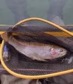 Gomphus trout.jpg