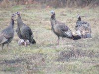 turkey.JPG turkey.JPG