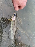 IMG_2738.jpeg IMG_2738.jpeg