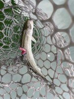IMG_2905.jpeg