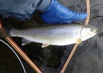IMG_6393.jpeg