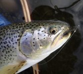 IMG_6395.jpeg