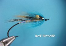 Blue Reynard.jpg Blue Reynard.jpg