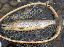 IMG_6415.jpeg
