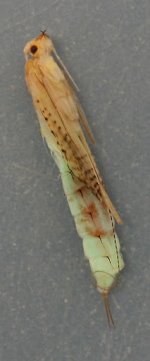 nectopsyche1.jpg nectopsyche1.jpg