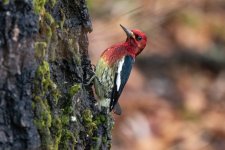 RedBreastedSapsucker9926.jpg RedBreastedSapsucker9926.jpg