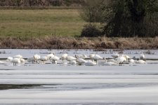 A02Swans9800.jpg A02Swans9800.jpg