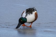 A01NorthernShovelerDrake9904.jpg A01NorthernShovelerDrake9904.jpg