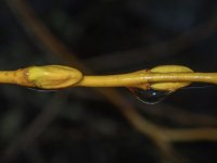 A03bWillowNewBuds1240004.jpg A03bWillowNewBuds1240004.jpg