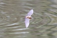 A04Bat0138.jpg A04Bat0138.jpg