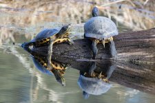 A06PondSlider0201.jpg A06PondSlider0201.jpg