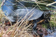 A07PondSlider0249.jpg A07PondSlider0249.jpg
