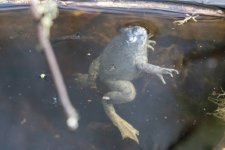 A08Bullfrog0294.jpg A08Bullfrog0294.jpg