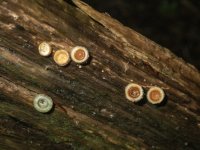 BirdsNestFungiNidulaNiveotomentosa2060006.jpg BirdsNestFungiNidulaNiveotomentosa2060006.jpg