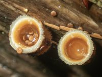 BirdsNestFungusNniveotomentosa2060007.jpg BirdsNestFungusNniveotomentosa2060007.jpg