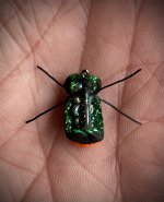IMG_3449.jpeg
