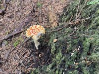 IMG_2658.jpeg