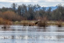 A01NorthernHarrier0708.jpg