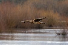A03NorthernHarrier0709.jpg