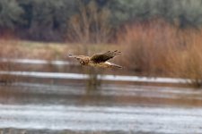A04NorthernHarrier0710.jpg