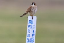 A05AmericanKestrelOnSign0783.jpg