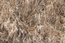 A06ShortEaredOwl0741.jpg