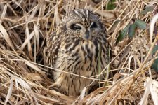 A07ShortEaredOwlDozing0743.jpg