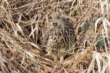A08ShortEaredOwl0738.jpg